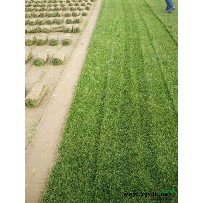 大规格白玉兰，桂花，乌桕