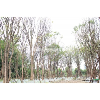 桂花.四川精品桂花熟货.丛生桂花图2