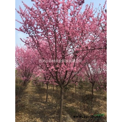 桂花.四川精品桂花熟货.丛生桂花图3