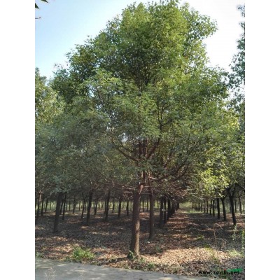 浙江精品桂花5*新报价/精品桂花5图片