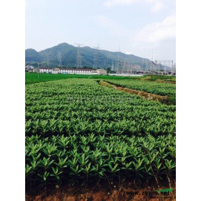 浙江供应桂花树规格*