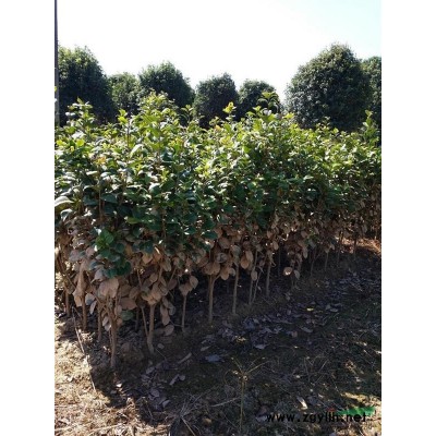 湖南长沙县大量供应造型罗汉松，桂花