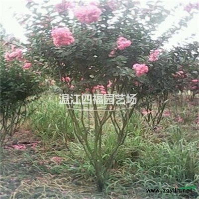 成都大叶女贞球，成都精品大叶女贞球，成都大叶女贞球基地