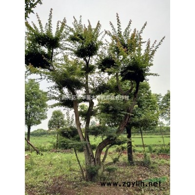 多头香樟，丛生女贞，朴树，桂花出售。