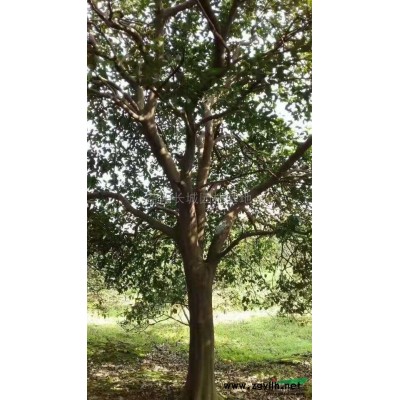 湖南益阳优质桂花*新报价/益阳优质桂花图片