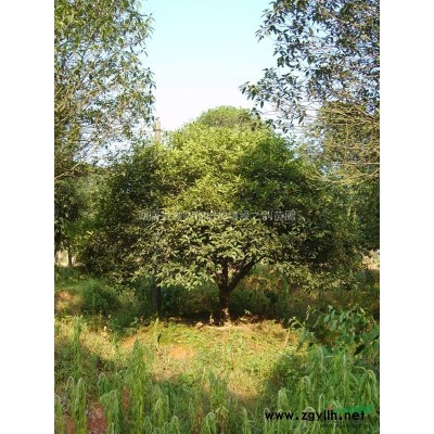 平价销售桂花,桂花大树.精品桂花树