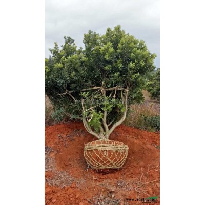 单杆桂花报价/江西单杆桂花报价