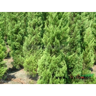 扬州江都新供应3-20公分独杆桂花