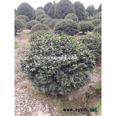 浙江地区供应杜英1-30公分、自产自销