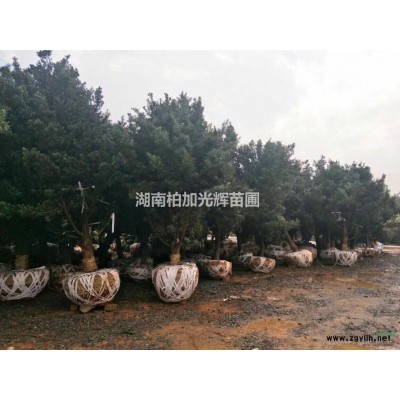 杜英 山杜英 造型杜英 杜英桩