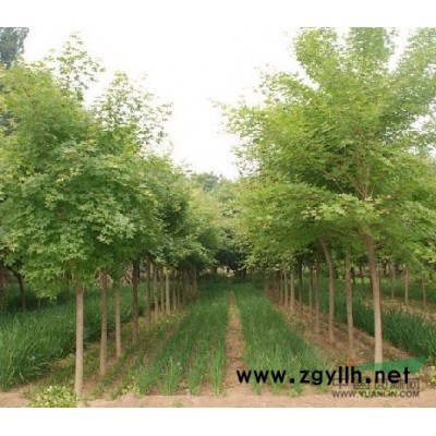 常年供应西府海棠  大叶女贞