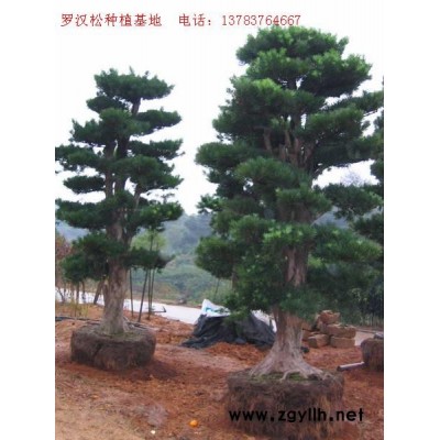 垂榆，垂柳，马褂木，水杉，池杉，白腊，杜英，重阳木