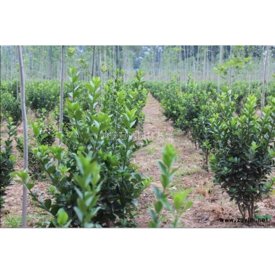 供应大叶女贞小苗