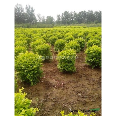 供应大叶女贞 樱花 红枫 玉兰 柳树 木瓜 石榴等