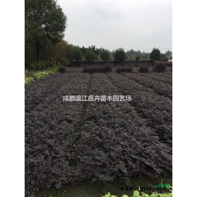 高杆桂花 高杆桂花价格 成都高杆桂花