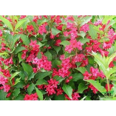 杜英行情报价\杜英图片展示