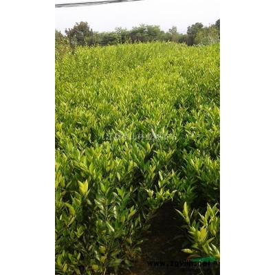 杜英图片\杜英报价