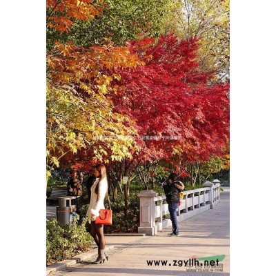 杜英基地供销杜英小苗杜英中苗杜英大苗杜英古树杜英种子杜英苗销