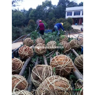 低价直销3到5公分杜英，5公分杜英报价