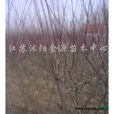 大叶女贞