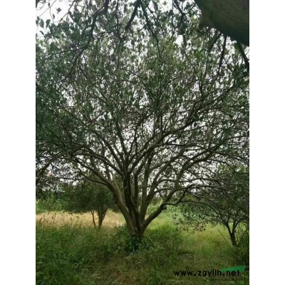 浙江专供胡柚树、杨梅树、桂花树、由良蜜桔苗