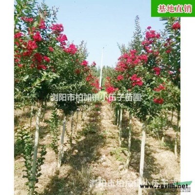 大量供应 湖南桂花树 精品10公分八月桂 金桂  桂花苗 基图3