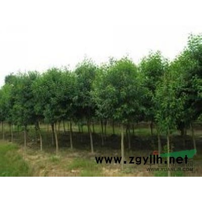 桂花价格，高杆桂花价格，桂花树价格，精品桂花价格。图3