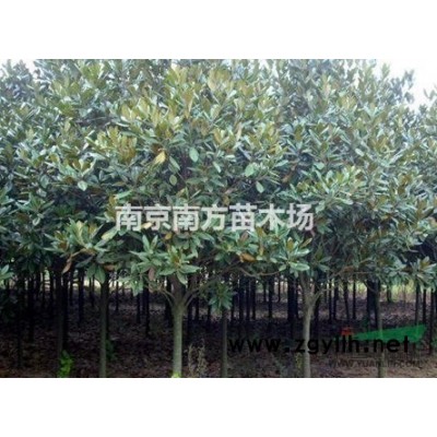 桂花价格，高杆桂花价格，桂花树价格，精品桂花价格。图1