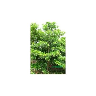 桂花价格，高杆桂花价格，桂花树价格，精品桂花价格。图2
