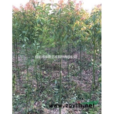 信阳出售10万棵大叶女贞小苗