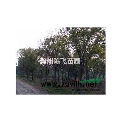 滁州供应优质大叶女贞，高杆女贞，冬青树