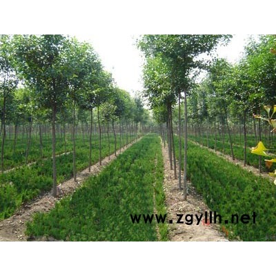 安徽大叶女贞3信息