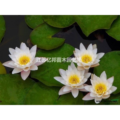 供应大叶女贞 大叶女贞苗