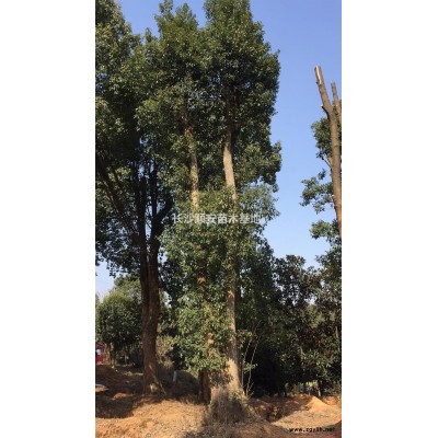 湖南地区供应精品桂花