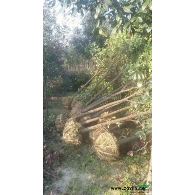 2017年安徽桂花 便宜*新报价