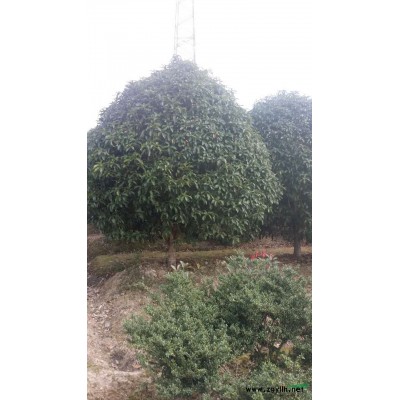 江苏地区各种规格精品桂花 独杆 丛生