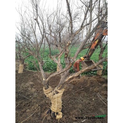 杜英，胸径15公分至16公分高500cm冠幅300cm全冠三