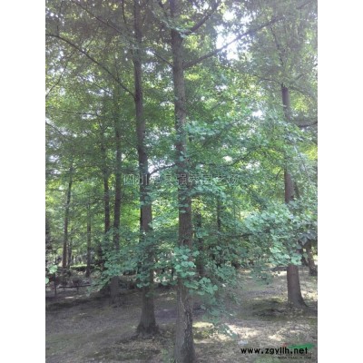 高杆桂花供应/高杆桂花图片