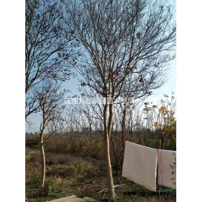 大量供应无患子，杜英，枫香，香樟，鸡爪槭，喜树，当年苗，