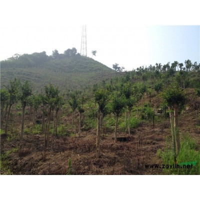 2万株地径1.3左右高度1.5米大叶女贞移栽苗急售价低