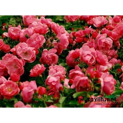 江苏南京基地低价供应批发桂花,桂花苗，大桂花，桂花树