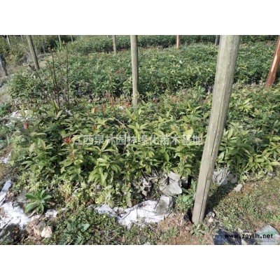 桂花树 桂花苗 四季桂花价格金桂银桂等桂花树品种