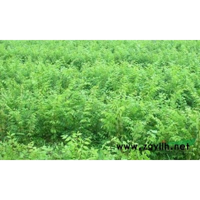 大量供应板栗、桂花、黄连木等苗木小苗