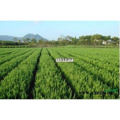 大叶女贞图片\大叶女贞报价