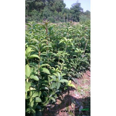 江西大叶女贞种子