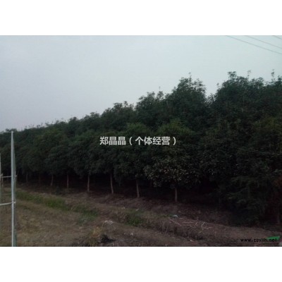 土地急需改用，现有大量桂花树低价处理