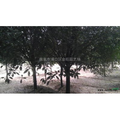 桂花树报价，桂花树苗价格行情