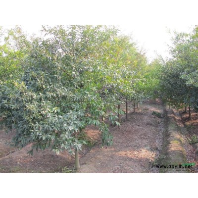 5至20公分桂花.2供应/5至20公分桂花.2图片