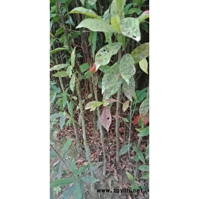 福建江西地区供应杜英苗地径1到2公分