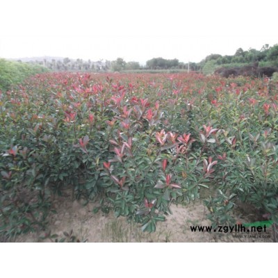 安徽*实惠高杆女贞批发/安徽*实惠高杆女贞（又名大叶女贞）1